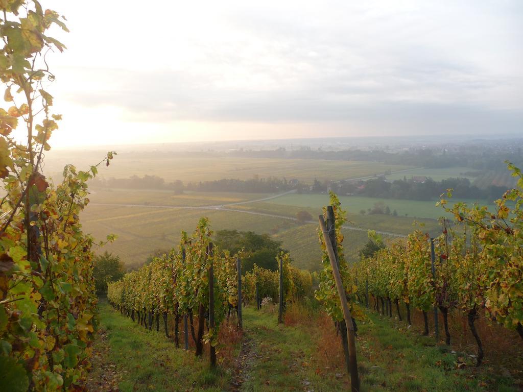 Scherwiller Vignobles Frey-Sohler 아파트 외부 사진