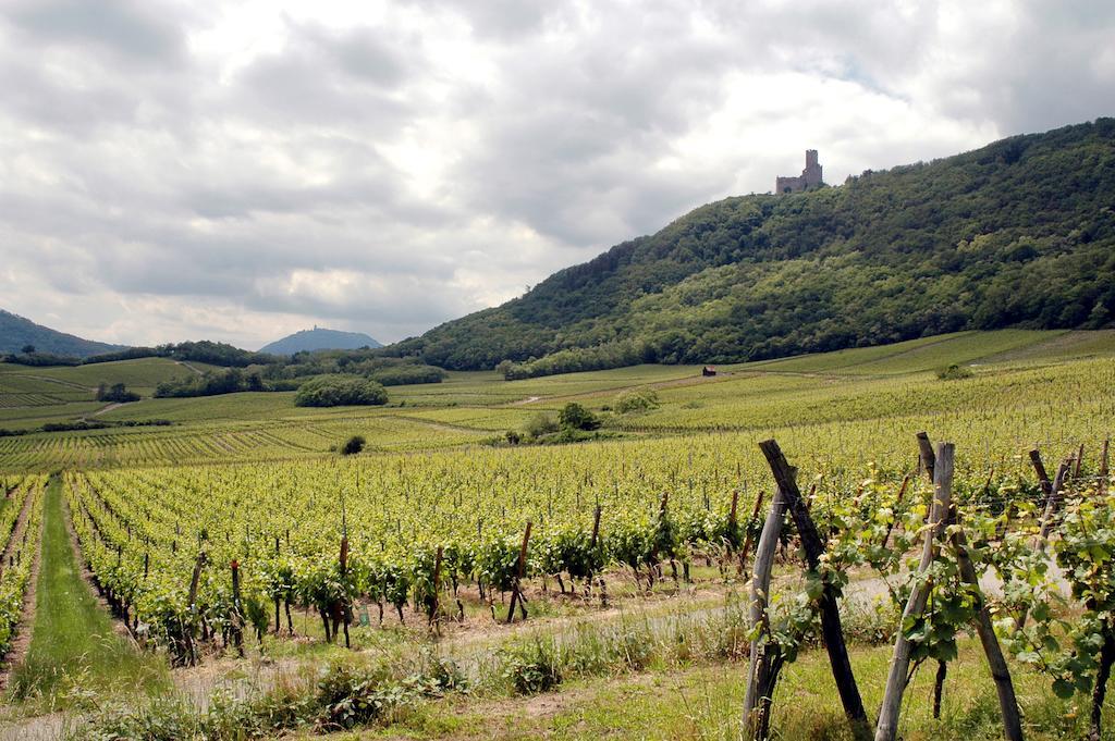 Scherwiller Vignobles Frey-Sohler 아파트 외부 사진